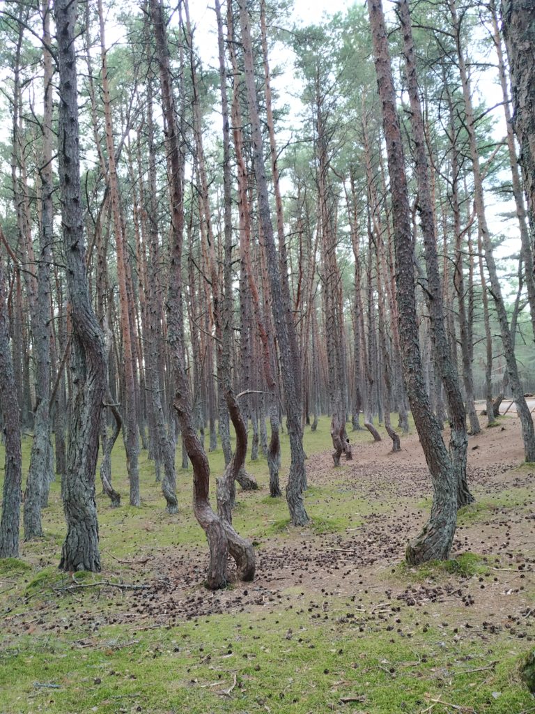 tancici les, kurska kosa, kaliningradska oblast