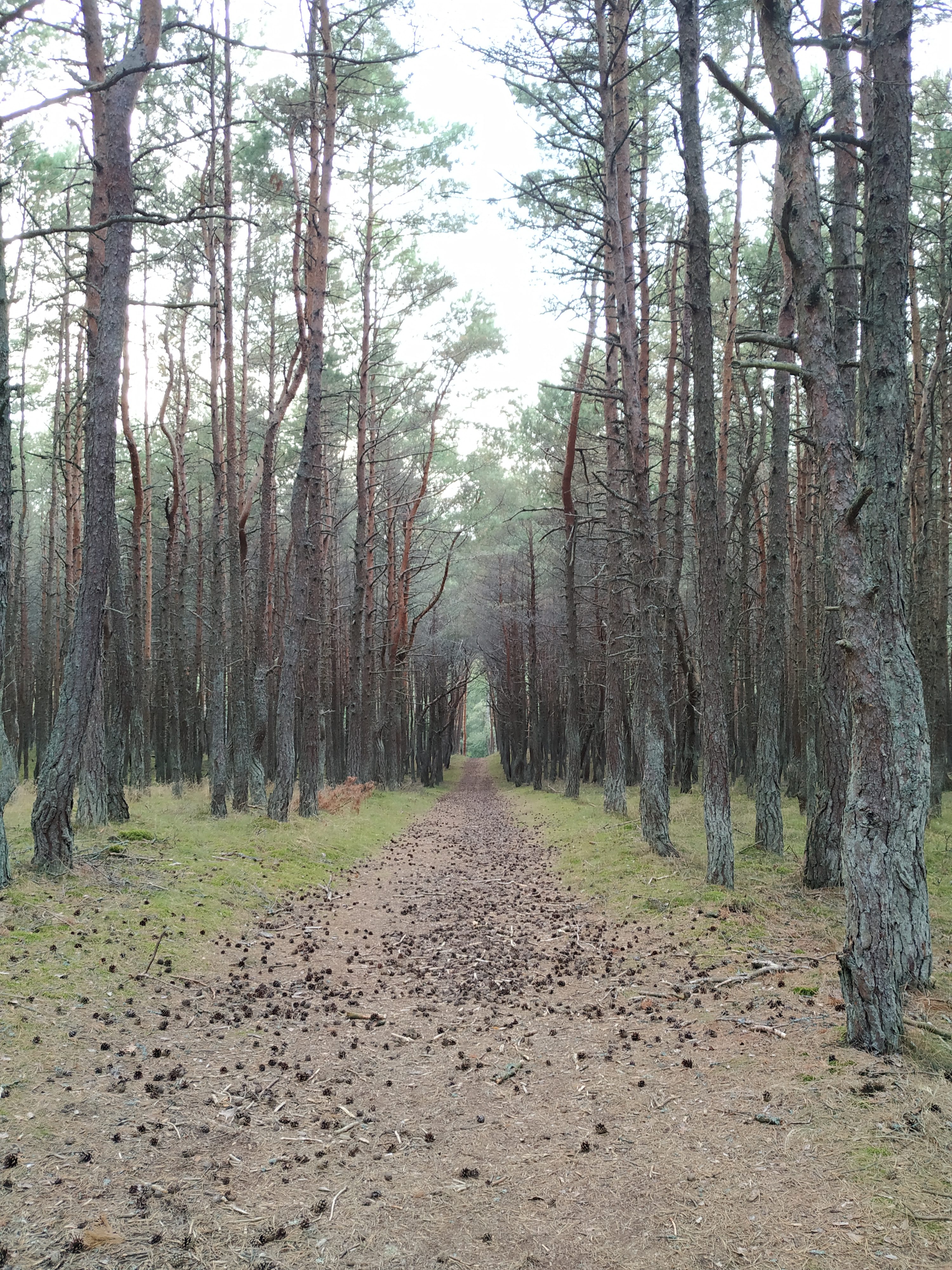 kurska kosa, tancici les, kaliningradska oblast