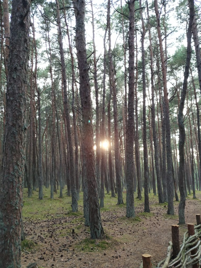 tancici les, kurska kosa, kaliningradska oblast